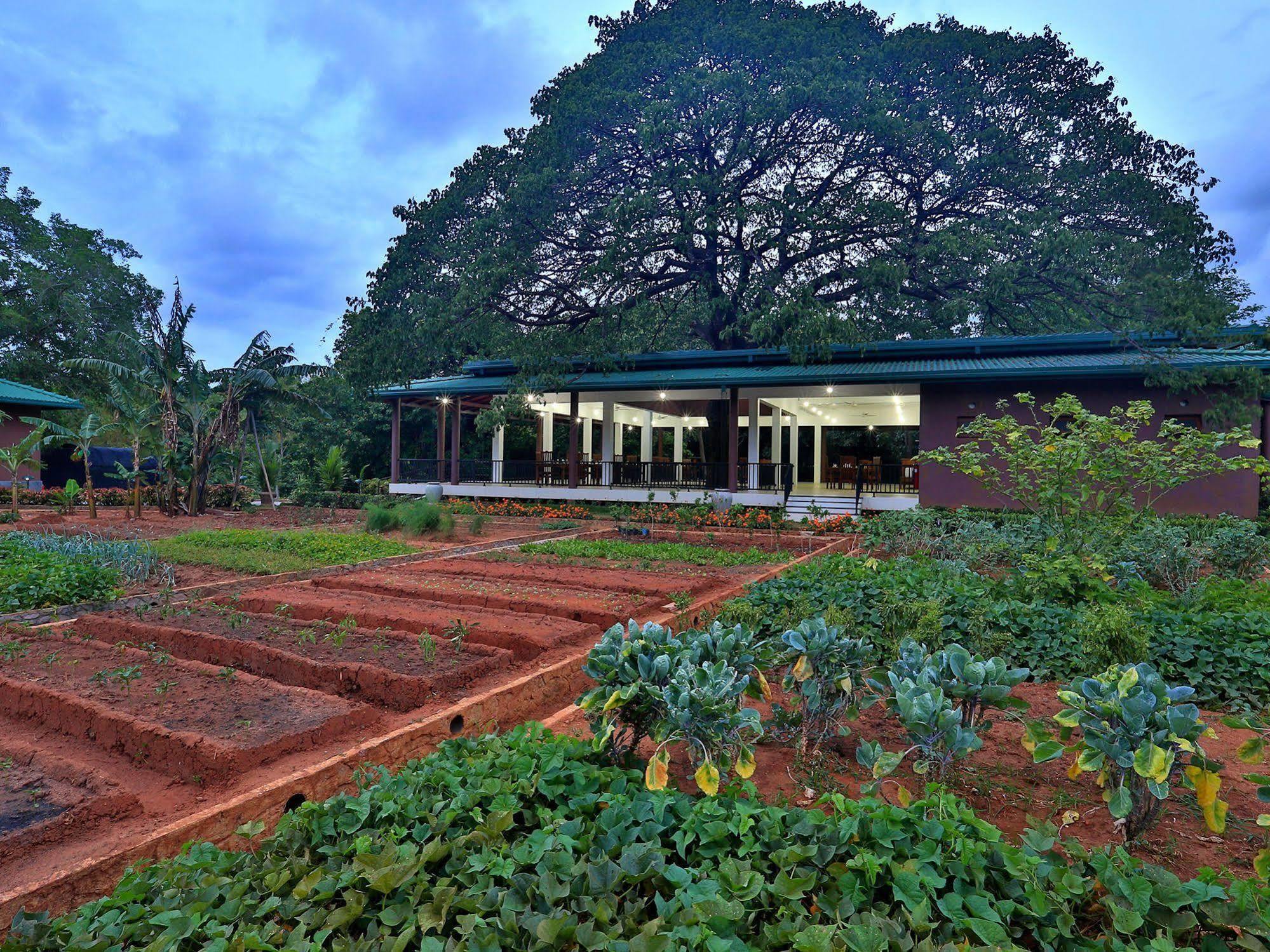 Grand & Gangula Hotel Dambulla Kültér fotó