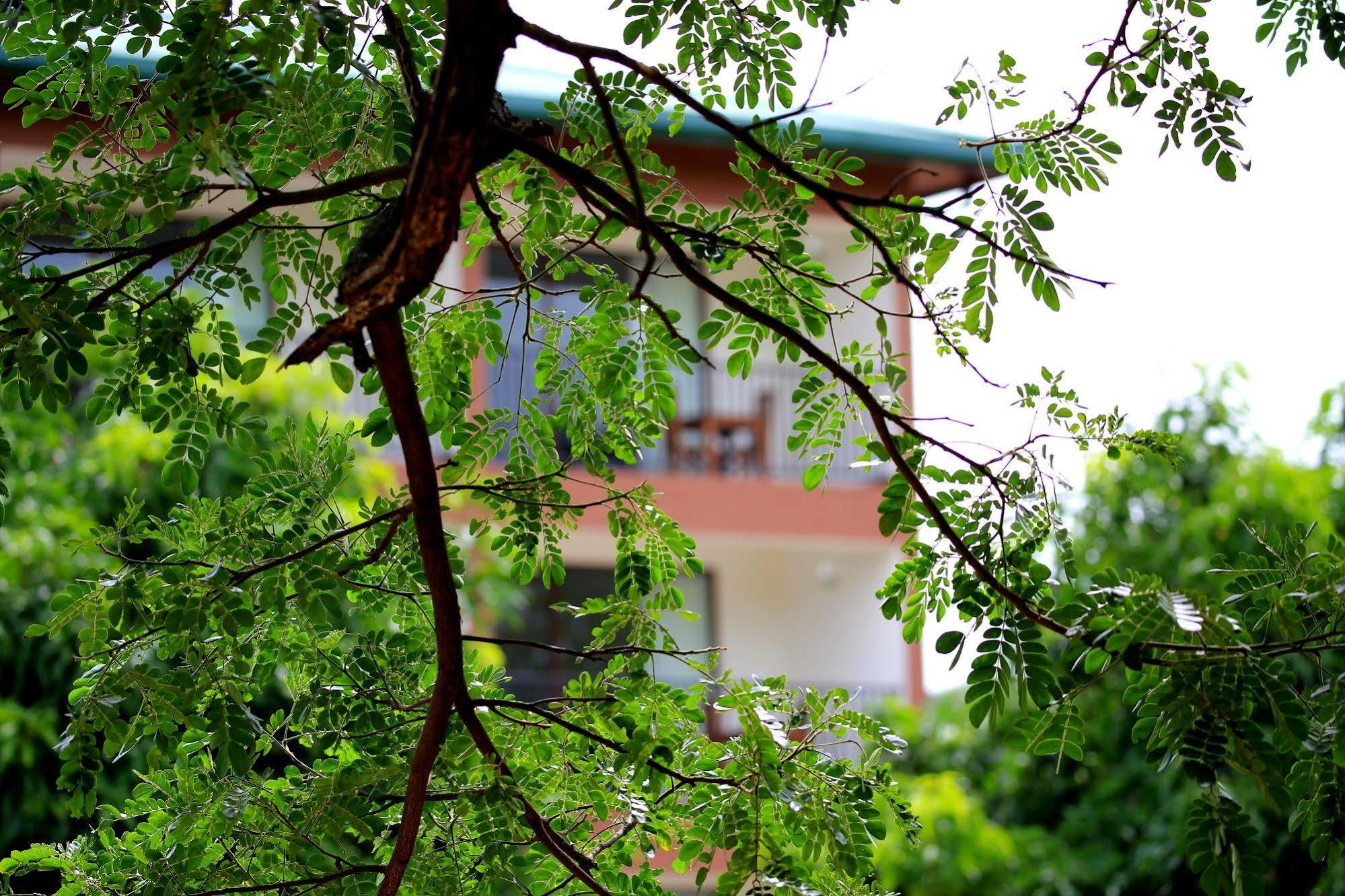 Grand & Gangula Hotel Dambulla Kültér fotó